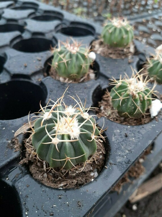 5 Live Echinocactustexensis Horse Crippler Cactus. Etsy
