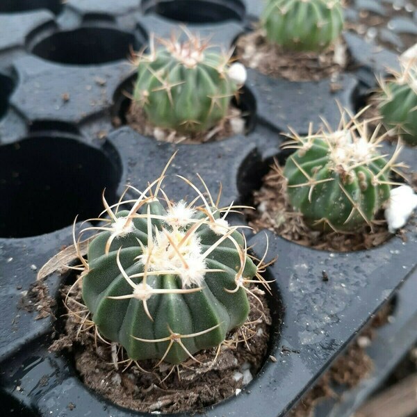 5 live Echinocactus-Texensis Horse crippler cactus.