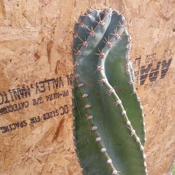 1 largue spiral cactus cereus PERUVIANUS SPIRALIS, 8 to 12 inchs