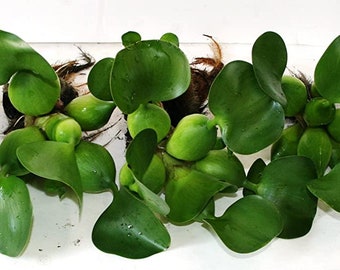 Water Hyacinths Floating Water Garden Plants (5 Live Plants)