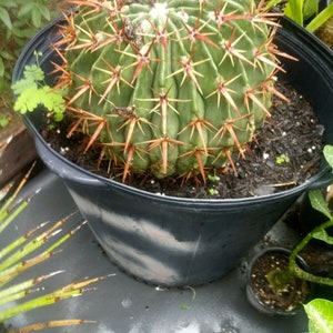 Echinocactus Texensis Horse cripper cactus. image 2