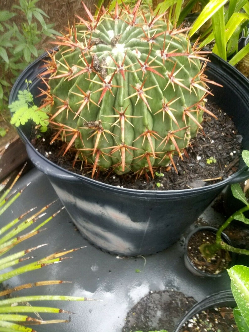 Echinocactus Texensis Horse cripper cactus. image 2