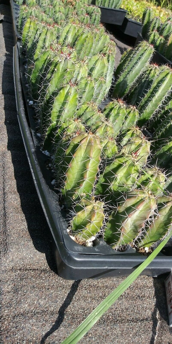 Comprar cactus grandes online 】 Jardín Postal