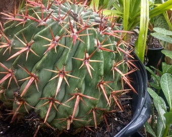 2 live cacti Echinocactus Texensis Horse cripper cacti.