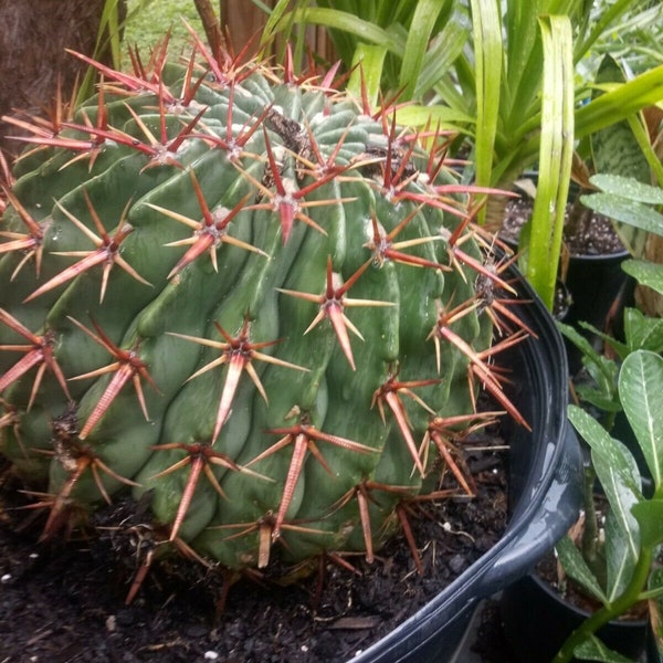 Echinocactus Texensis Horse cripper cactus.