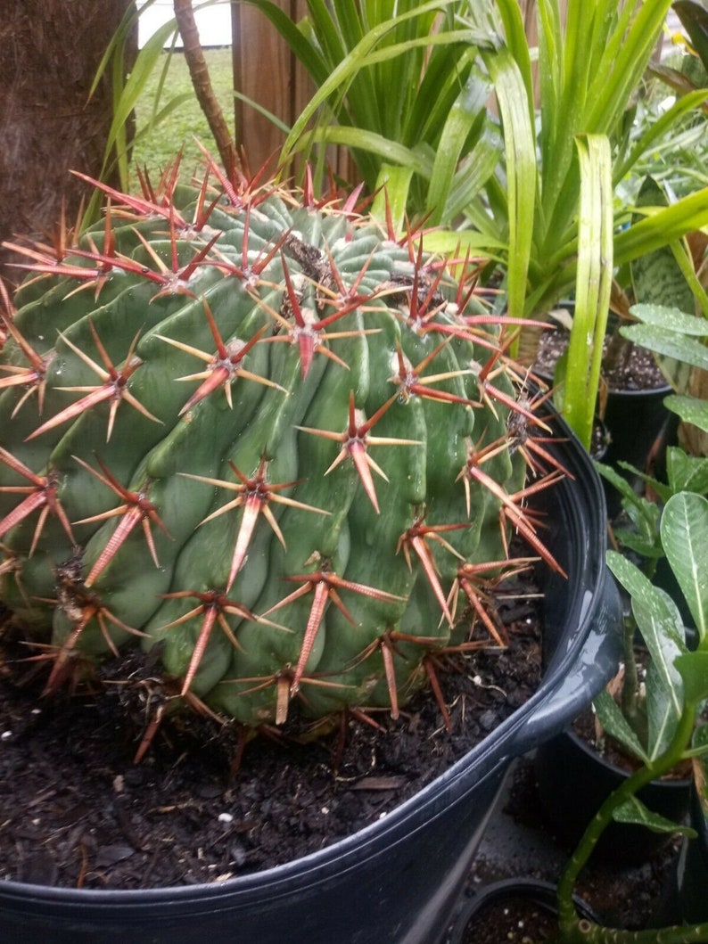 Echinocactus Texensis Horse cripper cactus. image 1