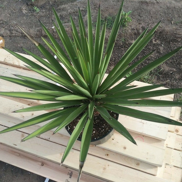 1  live plant Joshua  Yucca brevifolia baccata Cold Drought Hardy 15 to 20 inchs