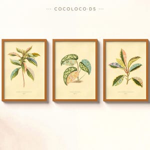Vintage Botanical Collage Print Set, Arts & Crafts Style Giclée Wall Art