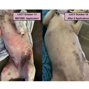 Pitbull skin rash treatment clearance