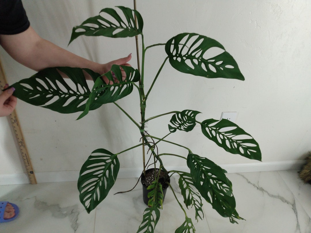 3 FOOT MONSTER Monstera Adansonii Laniata or Smaller Starter Etsy