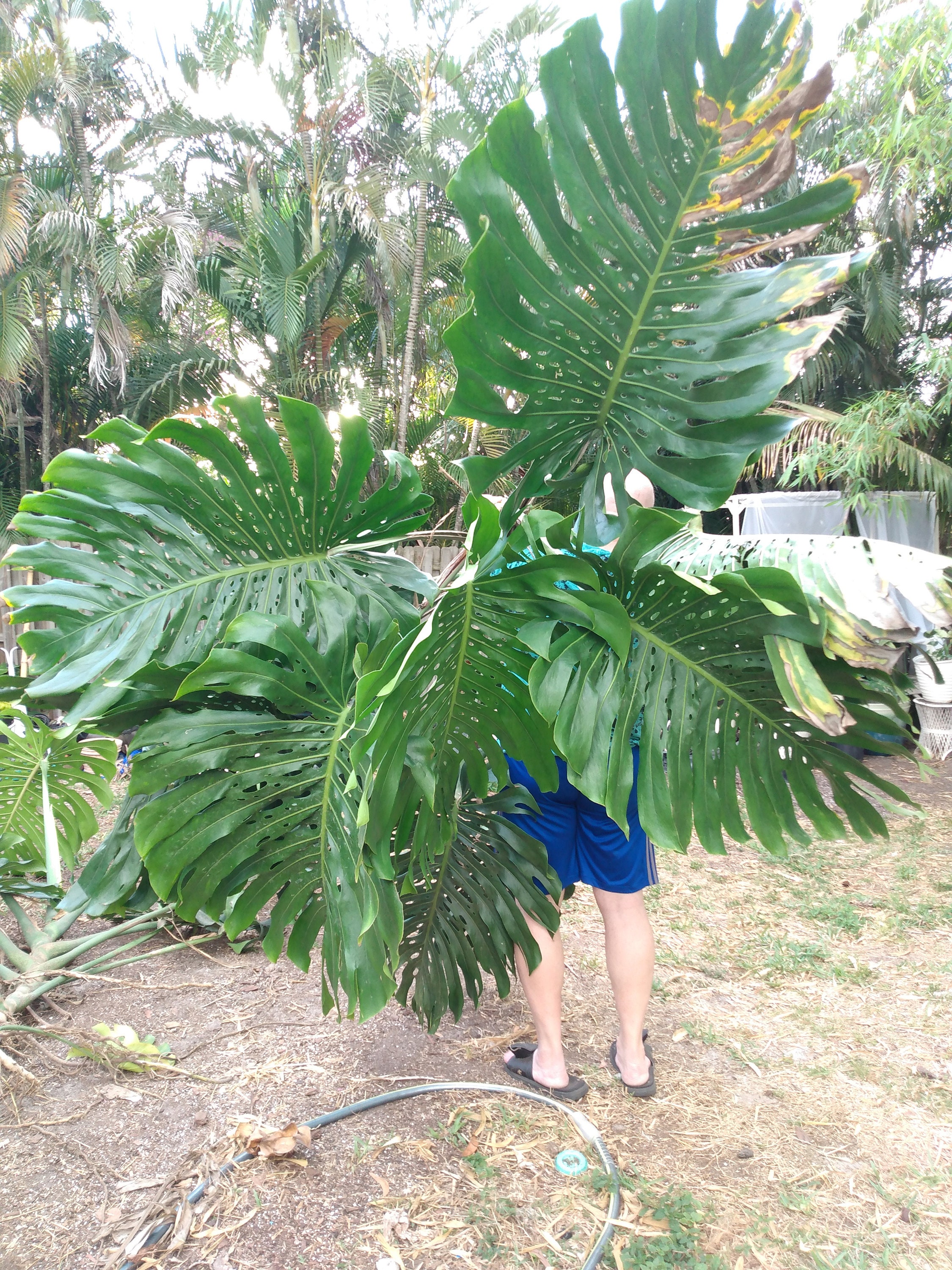 FENESTRATED ACTUAL MONSTER Giant Monstera Deliciosa Plants For Etsy