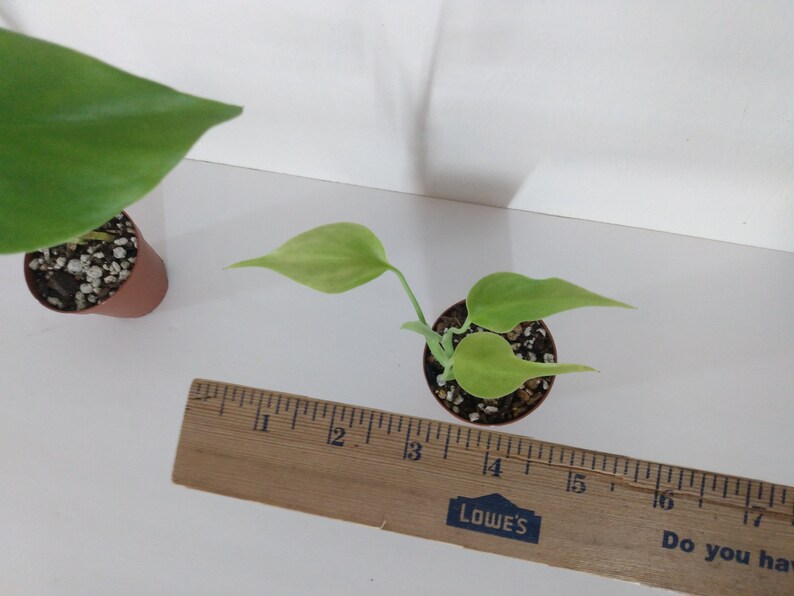 RARE MINT Brazilian form Monstera Deliciosa Sport Variegated Etsy