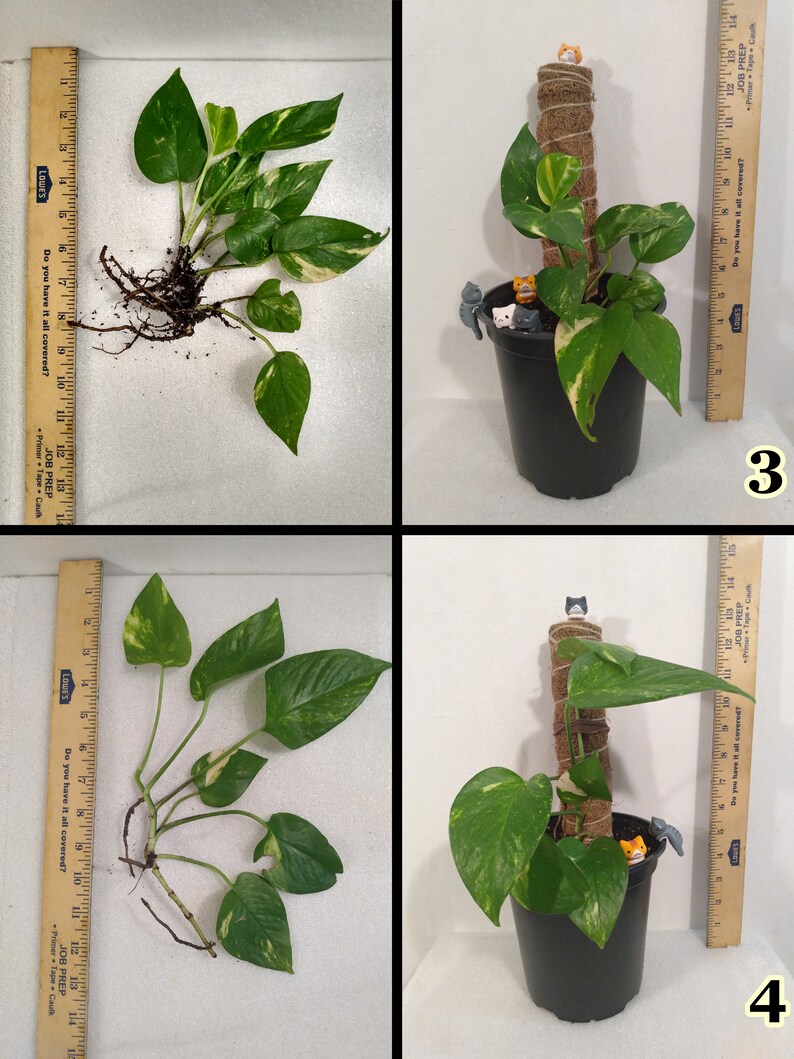 HUGE Rooted Climbing Pothos Vine Highly Variegated Mature Etsy