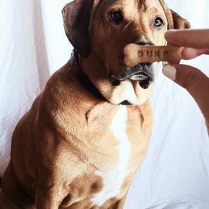 May include: A brown and white dog with a black collar is sitting on a white surface. The dog is looking at a dog treat that says "DUKE" on it.