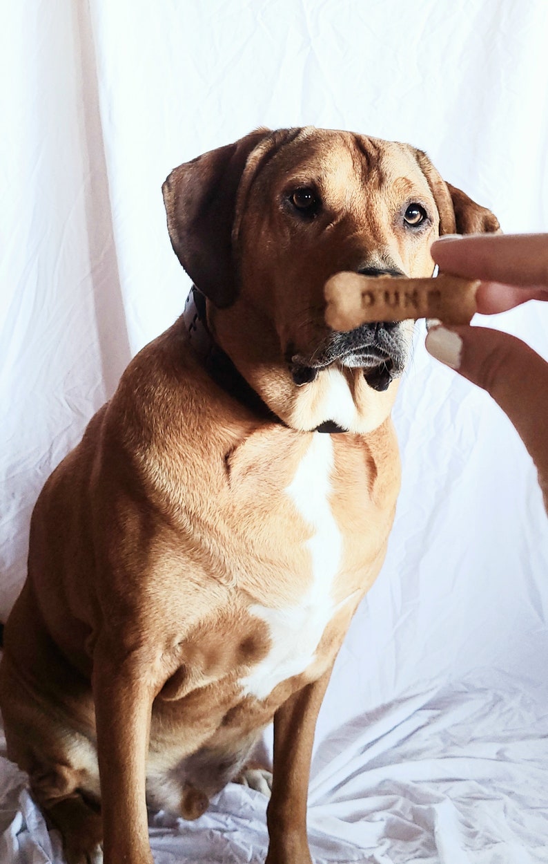 May include: A brown and white dog with a black collar is sitting on a white surface. The dog is looking at a dog treat that says "DUKE" on it.