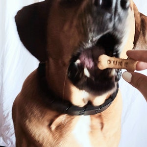 May include: A brown and white dog with a black collar is eating a dog treat that says "DUKE" on it.