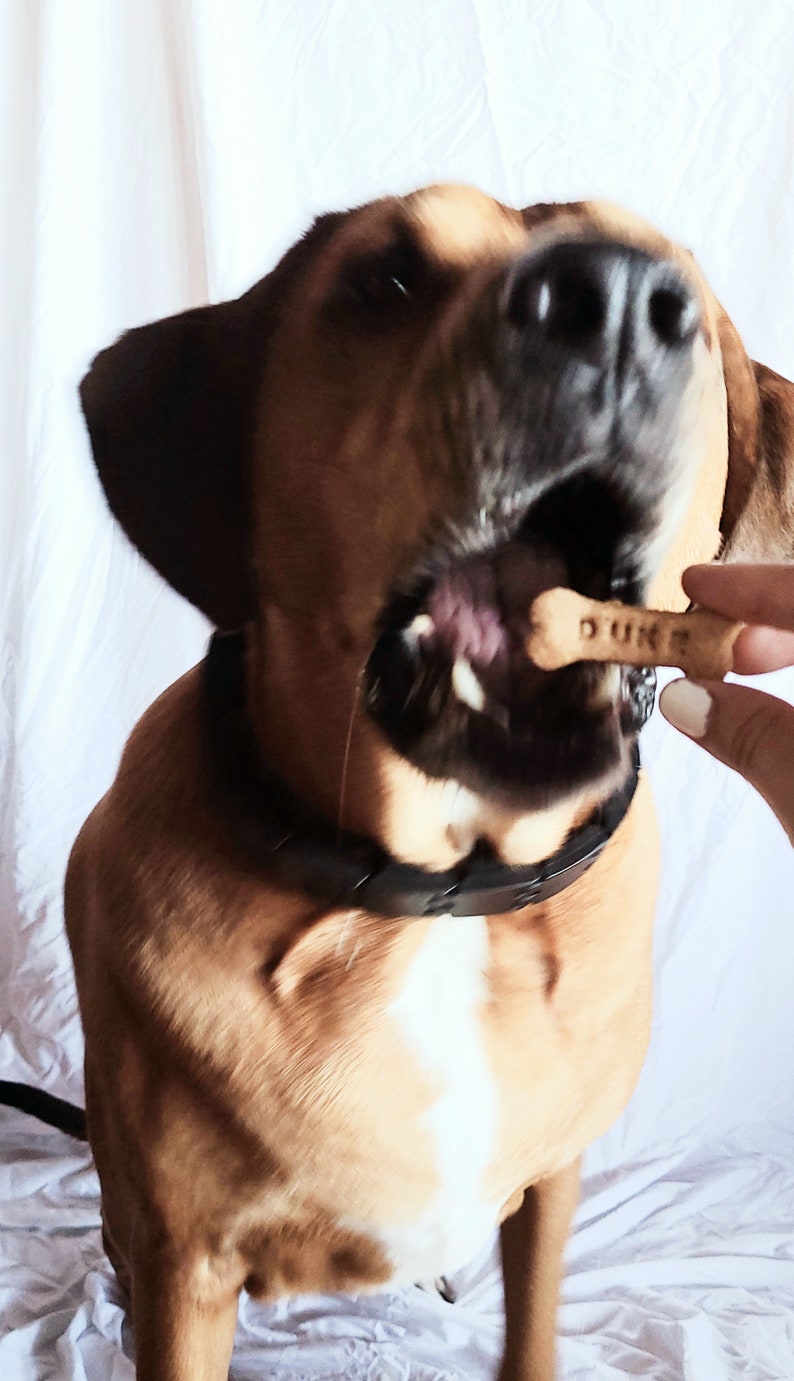 May include: A brown and white dog with a black collar is eating a dog treat that says "DUKE" on it.