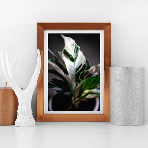 White Fusion Calathea Plant- Digital download, print for home decor, plant mom and dad gift indoor plants