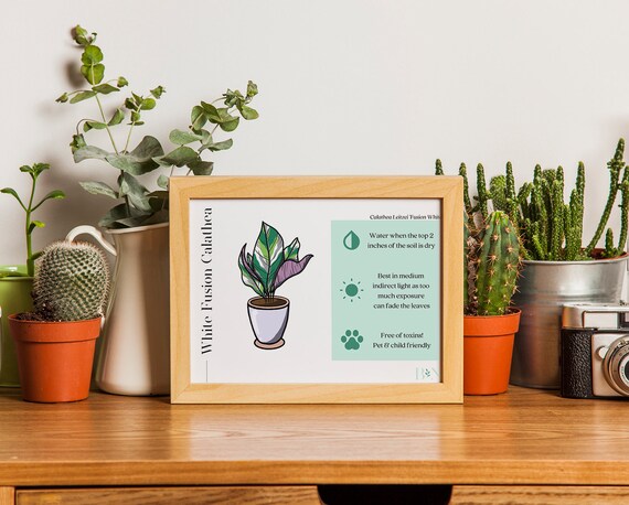 White Fusion Calathea Indoor Plant Care Card- Digital Print Download, Great  for Plant Mom or Dad for Houseplant Gift, Home Decor and Plant - Etsy