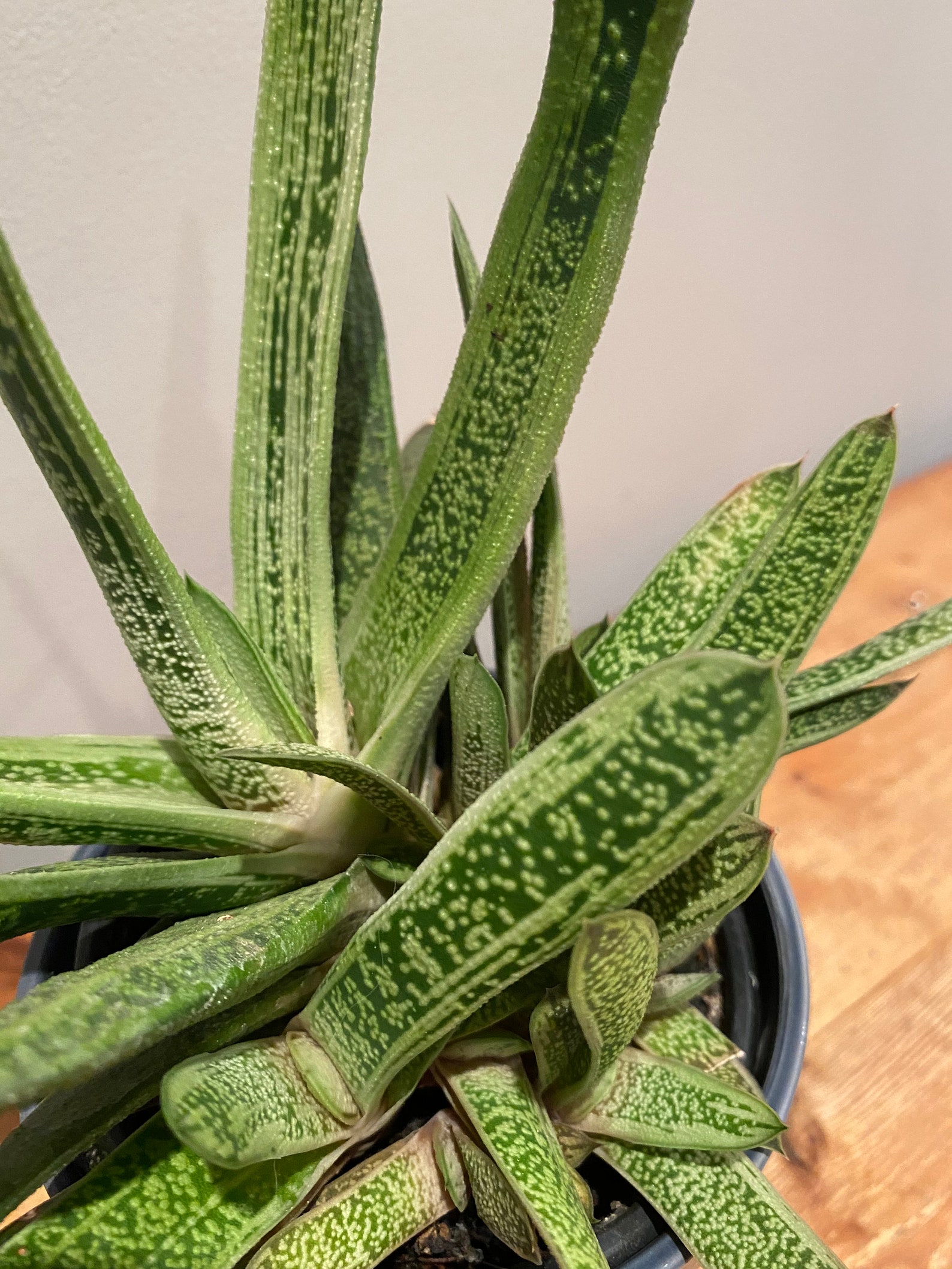Gasteria Carinate Succulent Keeled Ox-tongue Lawyers Tongue | Etsy