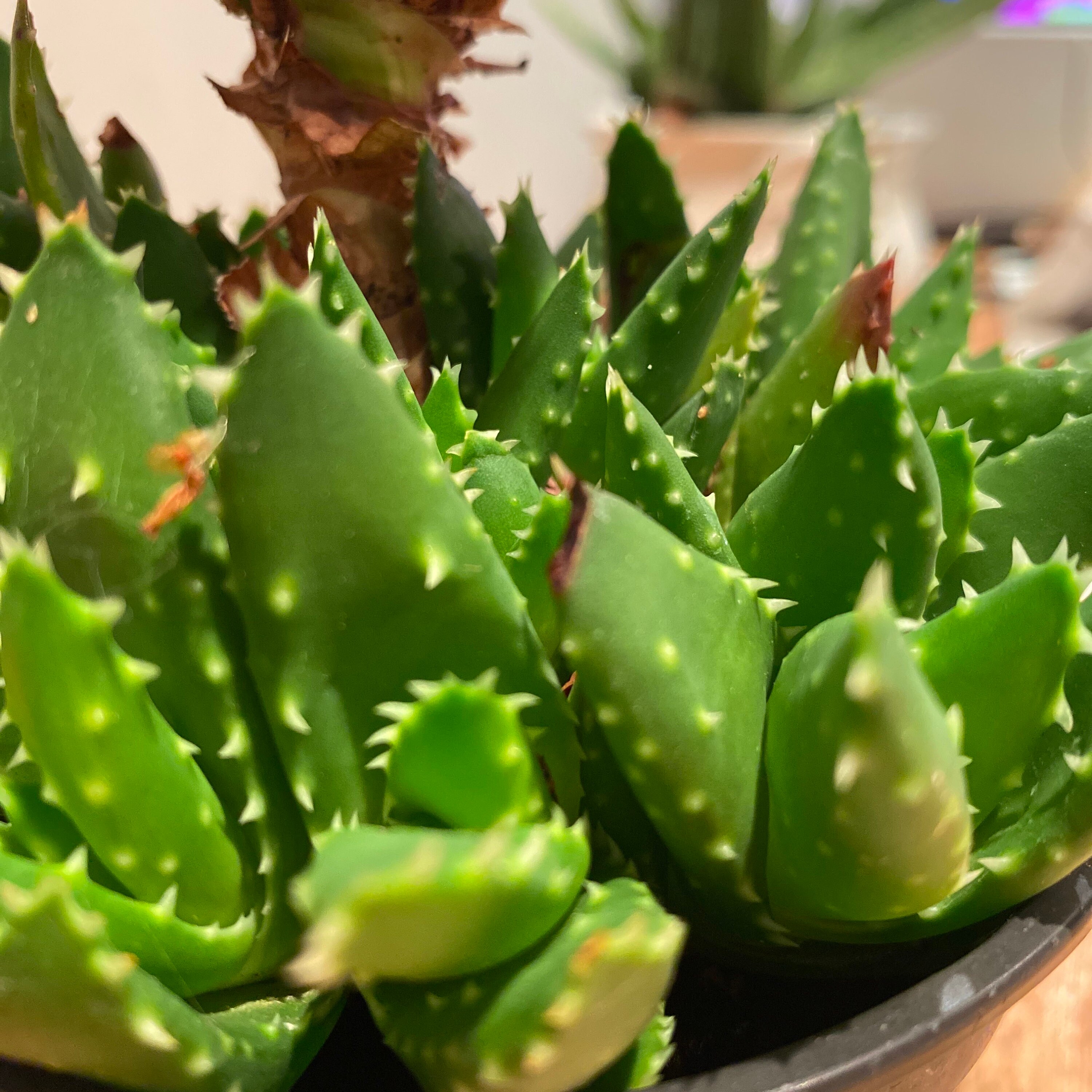 Plants 4 Pot of Mitre Aloe perfoliata Rubble Aloe Shipped Bare Roots