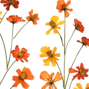 20 fleurs d'oranger pressées - cultivées sur place et cueillies à la main