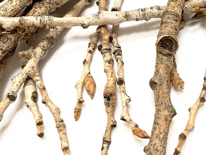 11 Misc. Real Cottonwood Twigs (5-10 Inch) - Etsy