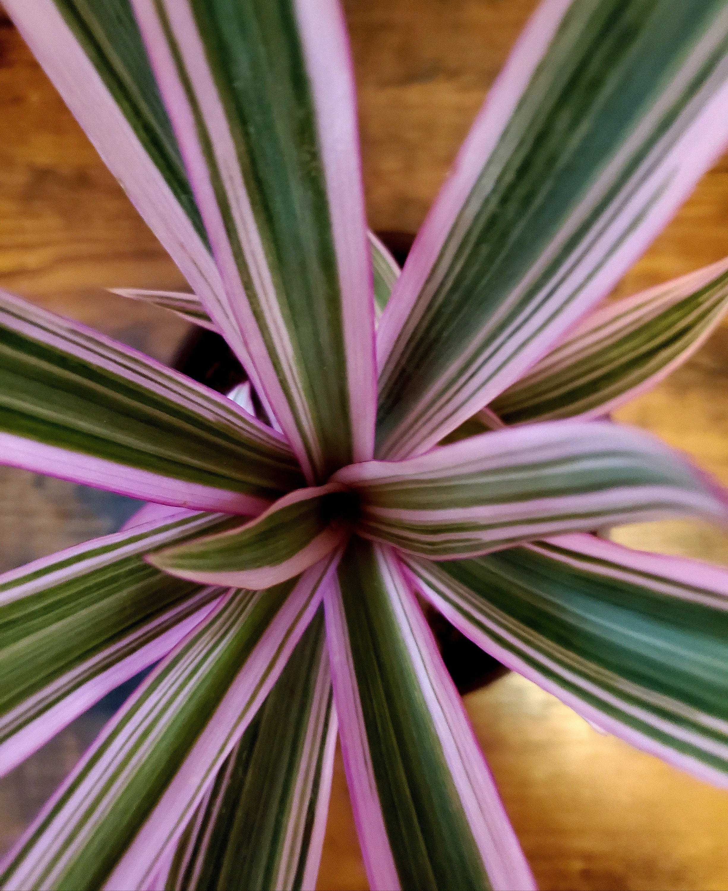4 TRICOLOR Oyster Plant/MosesintheCradle/Boat Lily Etsy