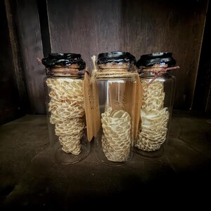 May include: Three clear glass cylindrical jars containing coiled, textured, off-white snake shed skin. Each jar is sealed with a cork stopper topped with black wax and features a small, light brown paper tag tied around the neck with twine.