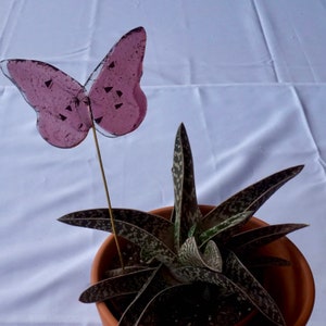 May include: A pink glass butterfly decoration with a metal stem, placed in a terracotta pot with a succulent plant with green and white speckled leaves.