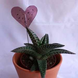 Garden Plug Heart