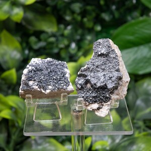 May include: Two mineral specimens with a dark, metallic luster are displayed on clear acrylic stands. The minerals have a rough, textured surface and are set against a backdrop of green foliage. The specimens are likely for a rock or mineral collection.