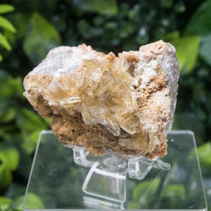 Peut inclure: Spécimen minéral brut et naturel présentant un amas de cristaux translucides de couleur miel. Les cristaux sont fixés sur une matrice de roche beige et marron. Le minéral est exposé sur un présentoir en acrylique transparent, avec un arrière-plan vert flou.