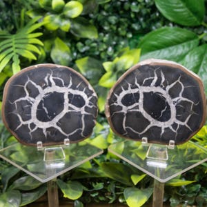 Peut inclure: Deux tranches de bois pétrifié polies. Les tranches sont gris foncé avec des motifs de veinage blancs et gris clair. Chaque tranche est présentée sur un présentoir en acrylique transparent, sur fond de feuillage vert.