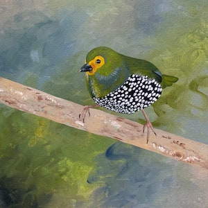 Green Twinspot, acrylic bird painting