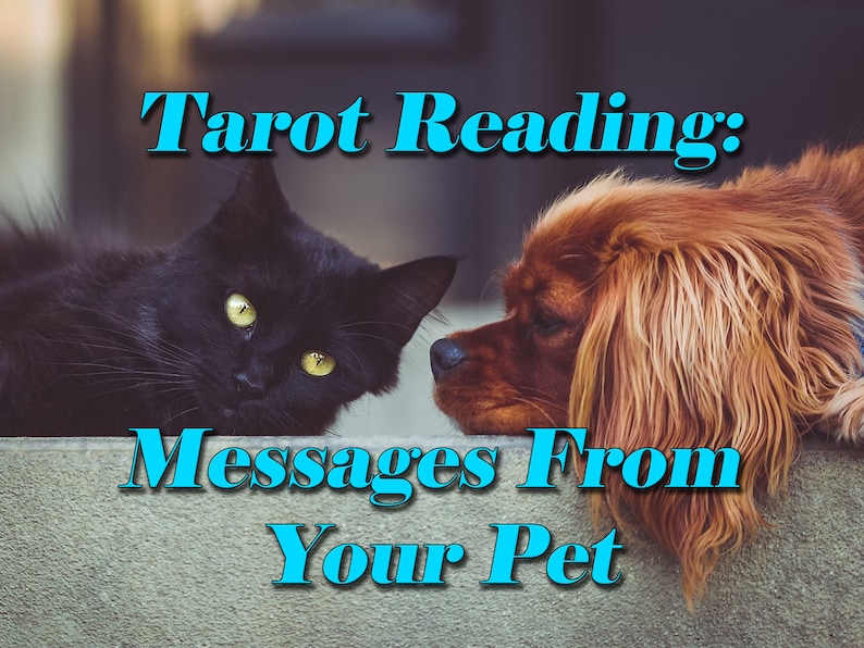 Messages from your Pet Tarot Card Reading image 1