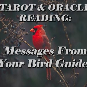 Berichten van je Bird Guides Tarot + Oracle Reading