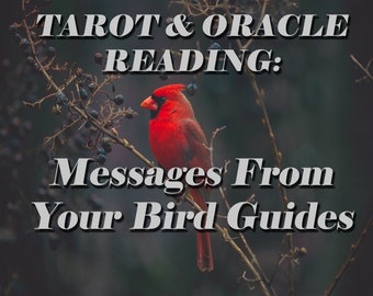 Messages from your Bird Guides Tarot + Oracle Reading