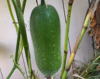 25+ Organic Hairy Skin Gourd Seeds – Bí Đao Chanh – Non-GMO, Fresh 2024, Free Ship