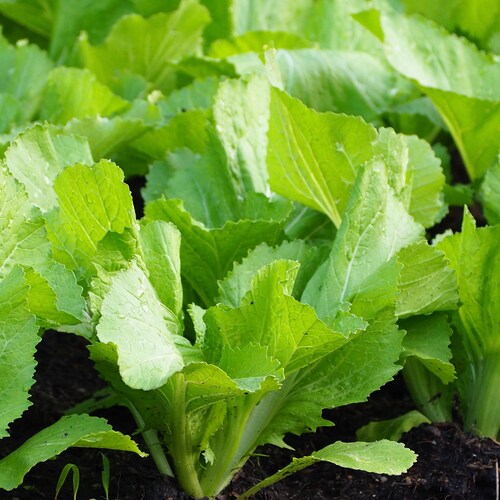 Chinese Heading Mustard Green Seeds Etsy