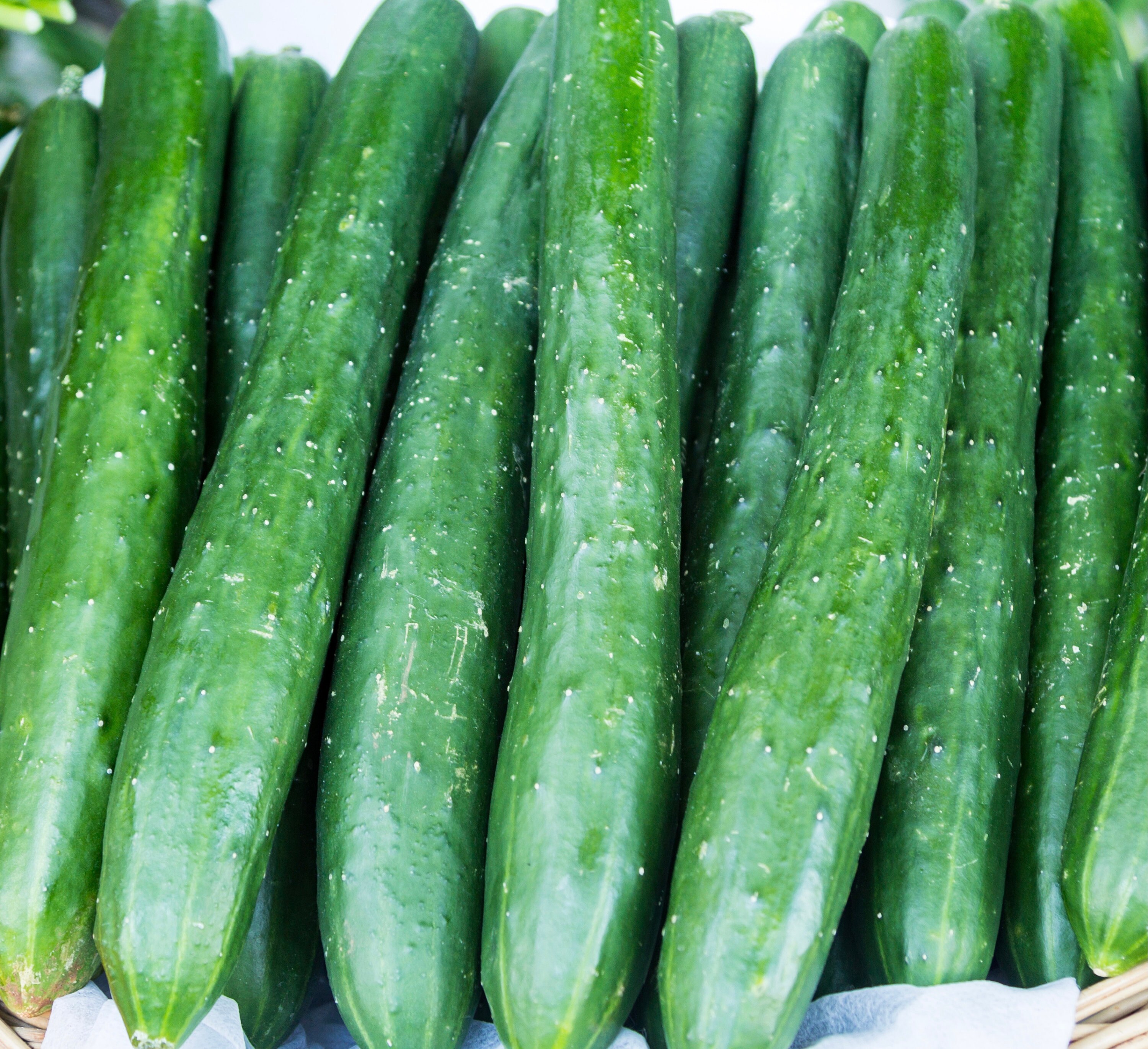 Japanese Cucumber- Tokiwa Seeds