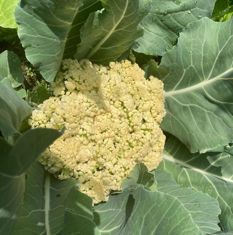 Cauliflower Song TJS65 Etsy