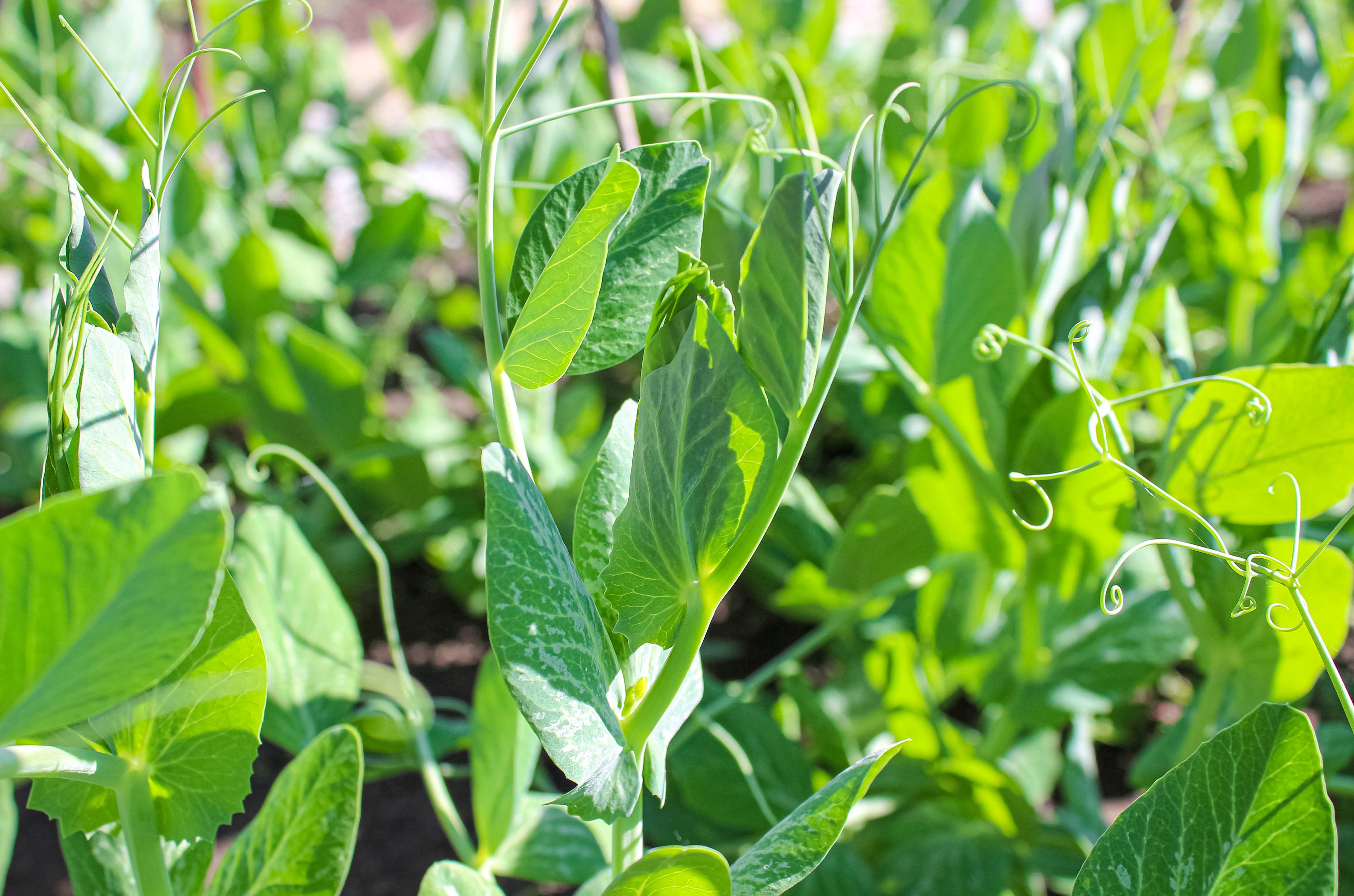 100 Snow Pea Shoots Usui Seeds Etsy