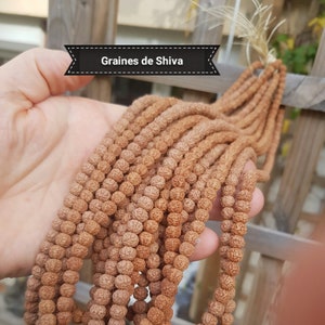 Lotto di SEMI di Shiva (Rudraksha), vera perla in noce naturale, in 6 8 e 10mm per creare rosari buddisti o mala 108 grani