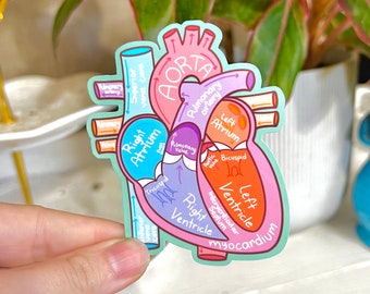 Heart Anatomy sticker, anatomical heart, Cardiology Sticker, Nurse Sticker, Nursing Student, Laptop Sticker, Hydro flask Sticker