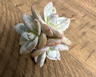 3 Heads Rare Succulents - Echeveria Pink Blue Bird