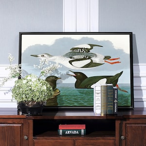 John James Audubon, Black Guillemot,The Birds of America,canvas print,canvas art,canvas wall art,large wall art,framed wall art,p1811