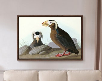 John James Audubon, Tufted Auk, The Birds of America, canvas print, canvas kunst, canvas kunst aan de muur, grote kunst aan de muur, ingelijste kunst aan de muur, p1948