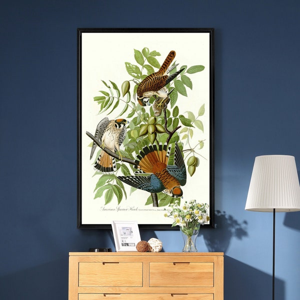 John James Audubon, American Sparrow Hawk, The Birds of America, canvas print, canvas kunst, canvas kunst aan de muur, grote kunst aan de muur, ingelijste kunst aan de muur, p2269