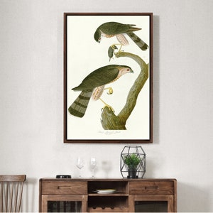 John James Audubon, Sharp shinned Hawk,The Birds of America,Leinwanddruck,Leinwand kunst,leinwand kunst,große Wandkunst,gerahmte Wandkunst,p2464